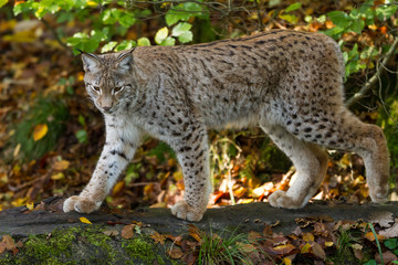 Sierkussen Lynx Lynx alert in natuurlijke habitat  © AB Photography