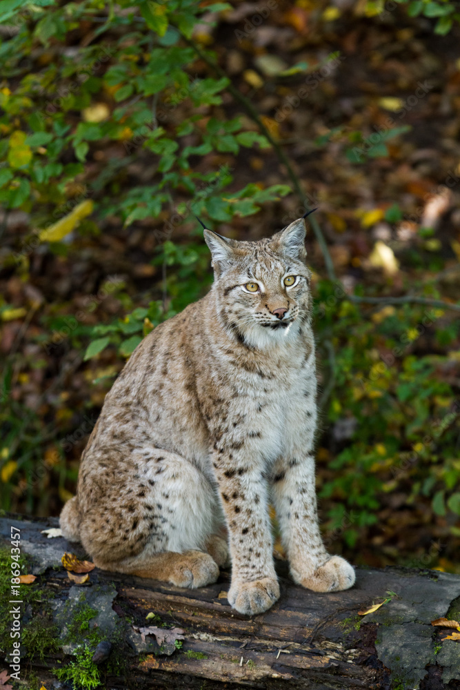 Fototapeta premium Lynx