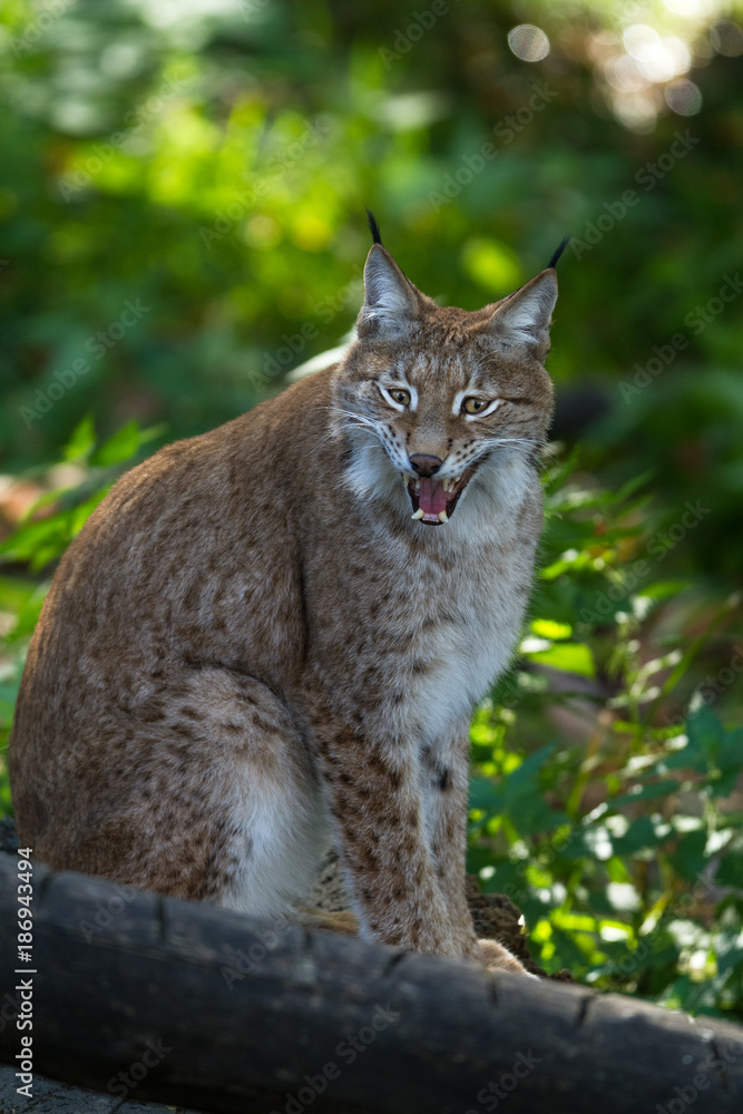 Lynx Lynx