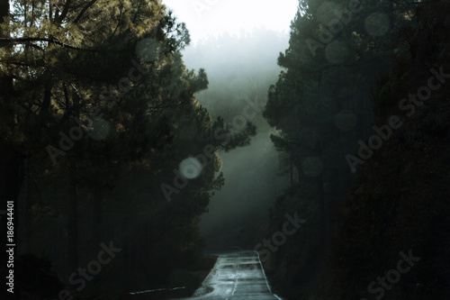 Empty wet road through forest in fog