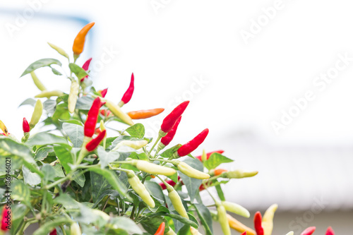 Asian thai chilli tree agriculteral. Red pepper organic food in home photo