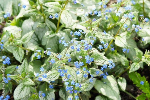 Brunnera macrophylla or siberian bugloss or great forget-me-not or largeleaf brunnera or heartleaf jack frost green plant with blue little flowers photo