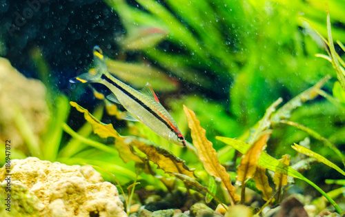 Red-nosed Tetra in the aquarium photo