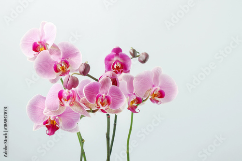 Pink orchids  copy space.
