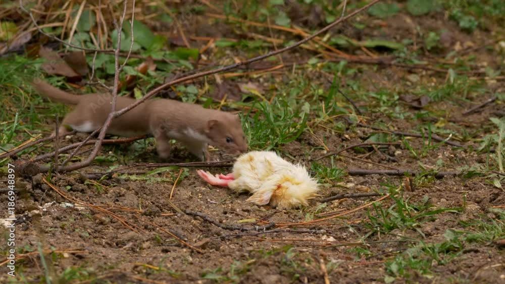 Least weasel (Mustela nivalis) stealing dead chicken Least weasel (Mustela nivalis) stealing dead chicken