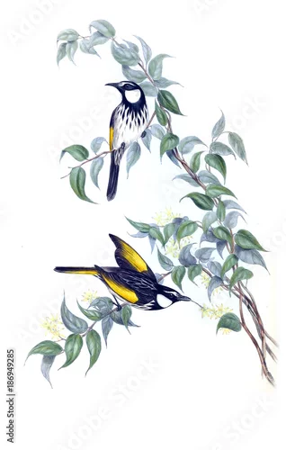 Naklejka na ścianę Ilustracja ptaka