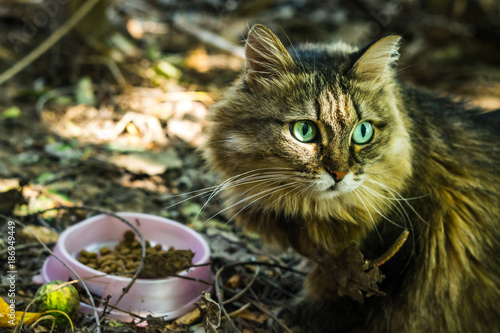 the cat looks you in the eye photo