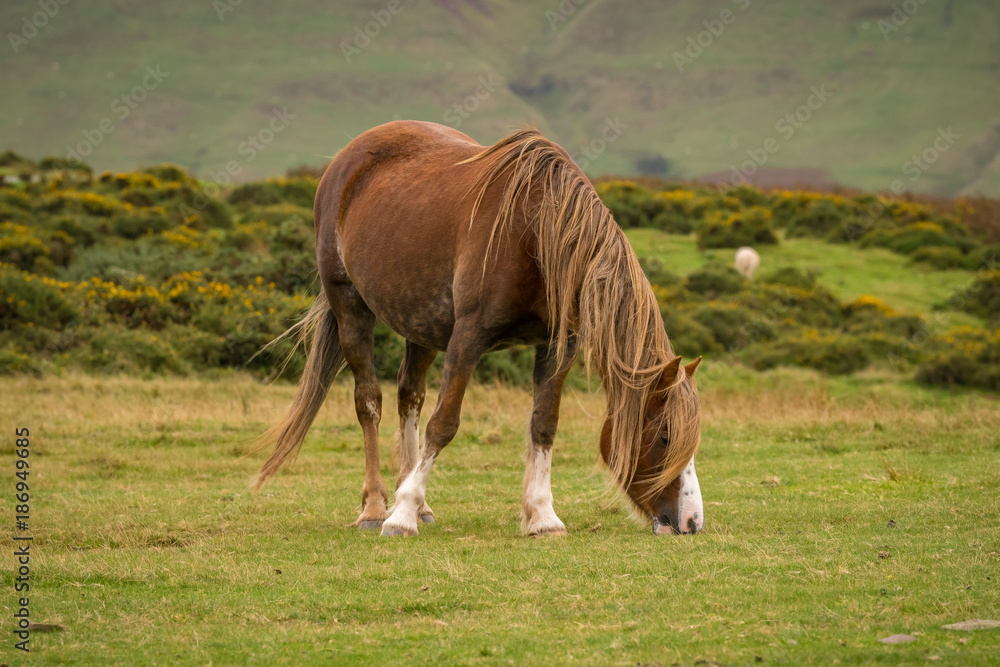 A wild horse grazing near Hay Bluff and Twmpa in the Black Mountains, Brecon Beacons, Wales, UK
