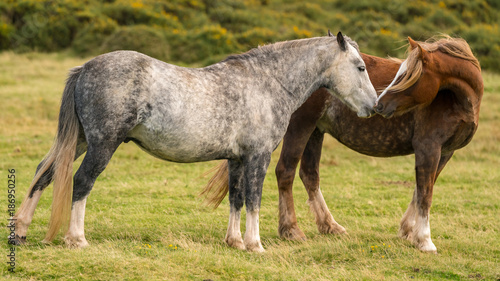 Wild horses near Hay Bluff and Twmpa in the Black Mountains, Brecon Beacons, Wales, UK