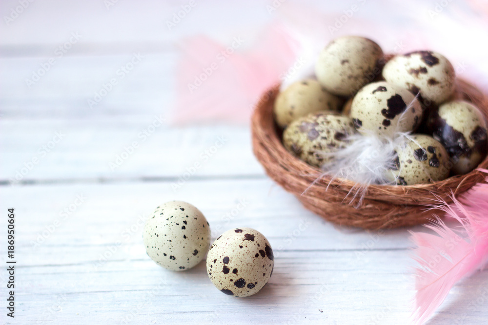 Quail eggs and feathers in small nest, on white wooden background with copy space; easter background Quail eggs and feathers in small nest, on white wooden background with copy space; easter background