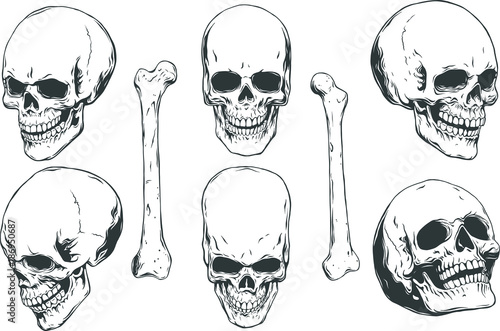 Hand drawn realistic human skulls and bones from different angles. Monochrome vector illustration on white background.  photo