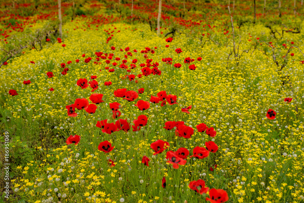 Poppy field in Georgia