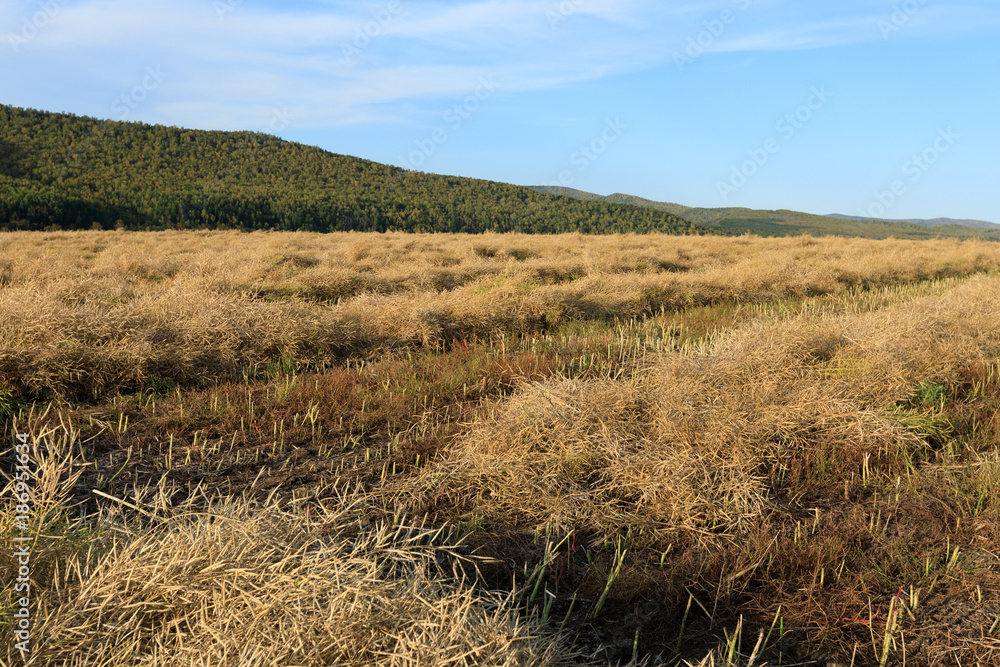 harvest cole crops on farmland under blue sky harvest cole crops on farmland under blue sky