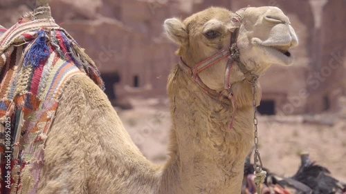 Profile of camel with colorful saddle photo