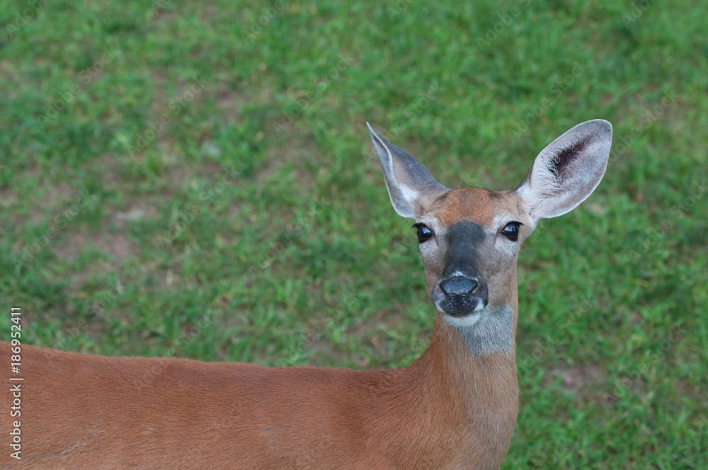 Fototapeta premium Whitetail Doe Deer in Pennsylvania