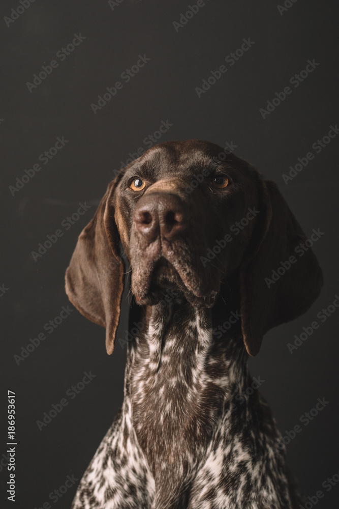 Dog portrait. Studio shot of cute German Pointer dog. 