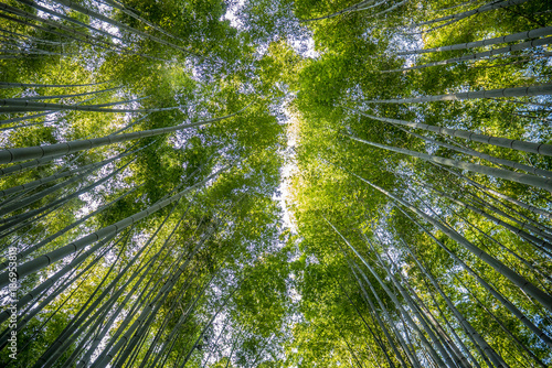 Japanese Bamboo Forest