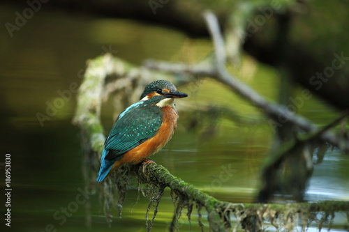 Alcedo atthis. It occurs throughout Europe. Looking for slow-flowing rivers. © Michal