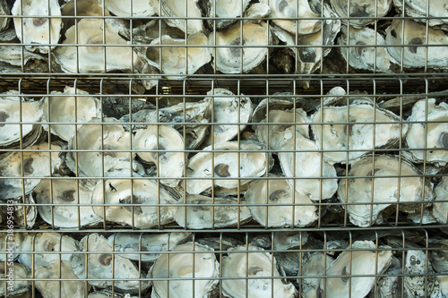 Metal grid container filled with oyster shells. Decorative textured background. Coasline scene.
