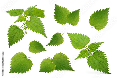 Nettle leaves isolated on white background. Collection. photo