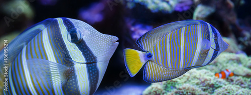 beautiful aquarium fish in a sea aquarium - Zebrasoma veliferum