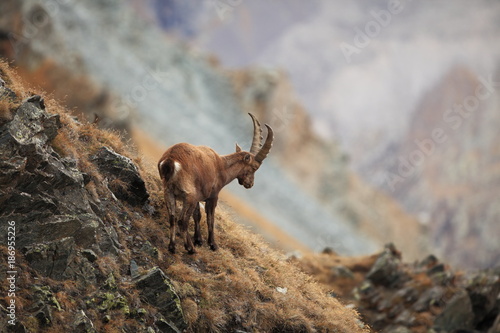 Capra ibex. Photo was taken in Italy. It is found in southern Europe, less in the Western and southern Asia and North Africa. Wildlife of Italy. Autumn in nature.