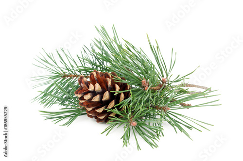 Pine tree branches with cones isolated on white background.