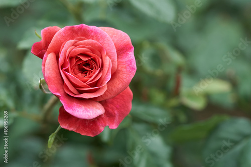 Red roses bloom in a tropical garden with natural green blurring background. Represents romance Rose to love. as background Valentine concept with copy space.