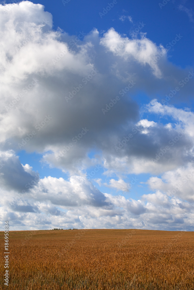 Ripe grain field in summer afternoon. Ripe grain field in summer afternoon.