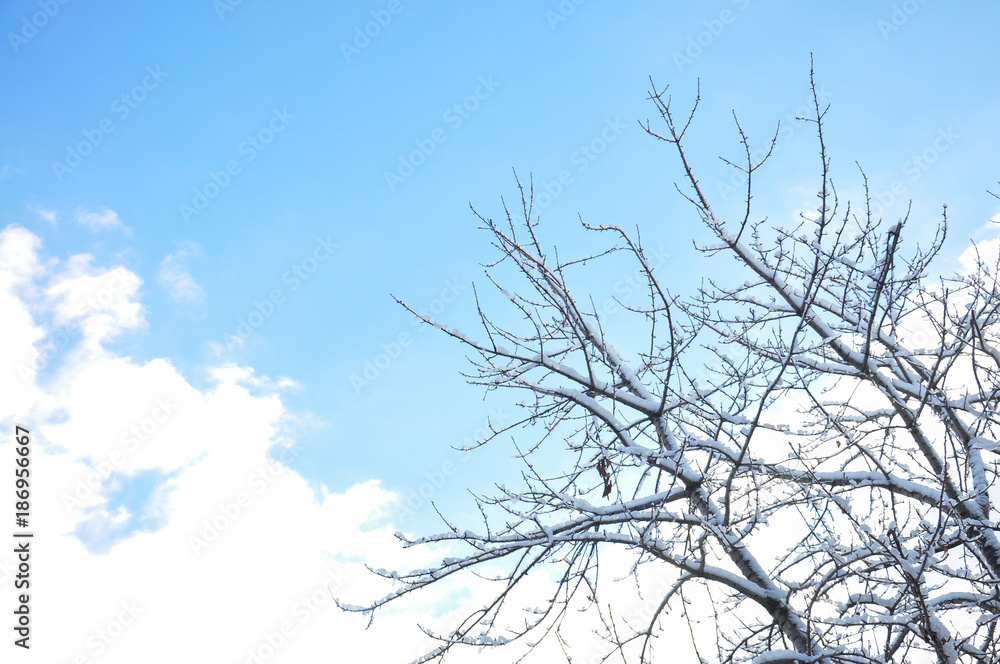 Tree branches covered with snow with dynamic blue sky. Tree branches covered with snow with dynamic blue sky.