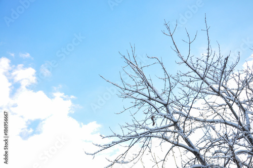 Tree branches covered with snow with dynamic blue sky. 
