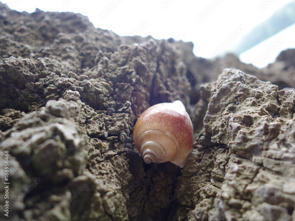 Focus on the remains of marine life, sand and sea, blue sea and beautiful beaches. Focus on the remains of marine life, sand and sea, blue sea and beautiful beaches.
