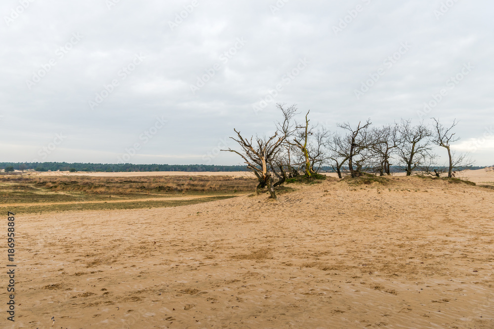 Desolate landscape with bare trees and branches