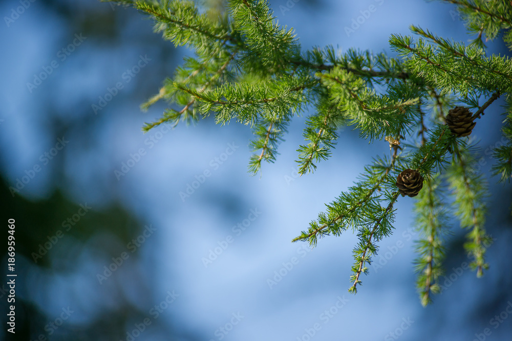 Fir cones on a tree with blue sky on the background Fir cones on a tree with blue sky on the background