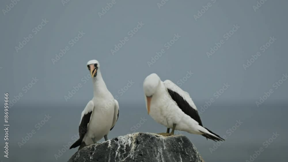 a pair of preening nazca boobies on isla espanola in the galalagos islands, ecuador a pair of preening nazca boobies on isla espanola in the galalagos islands, ecuador