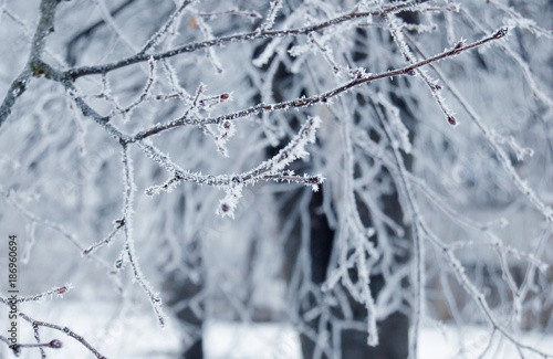 Tree branches covered with snow in winter © luaeva