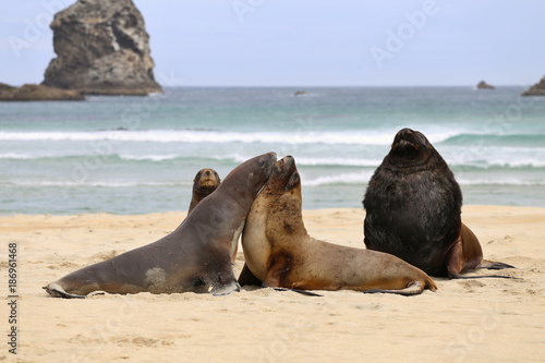 Seals at the beach