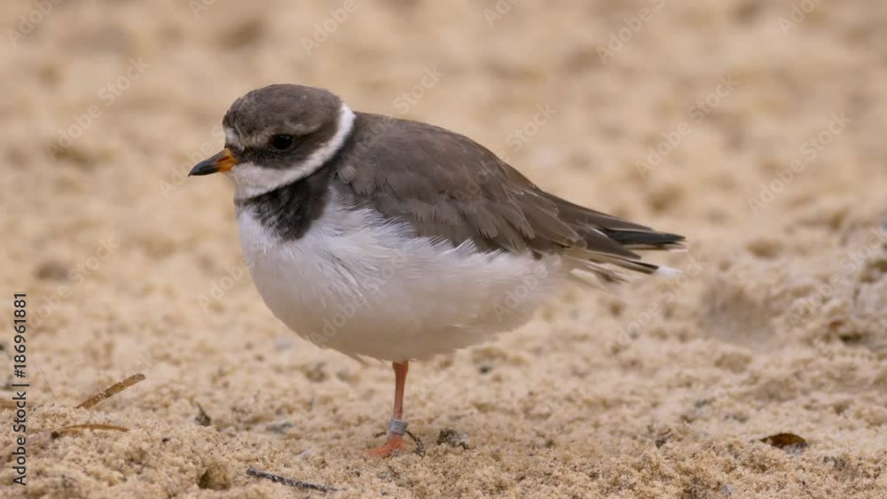 Common ringed plover (Charadrius hiaticula) relaxing Common ringed plover (Charadrius hiaticula) relaxing