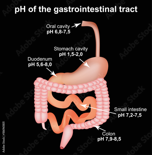 pH of the gastrointestinal tract. Esophagus, stomach, duodenum, small intestine, colon. Infographics. Vector illustration on black background.