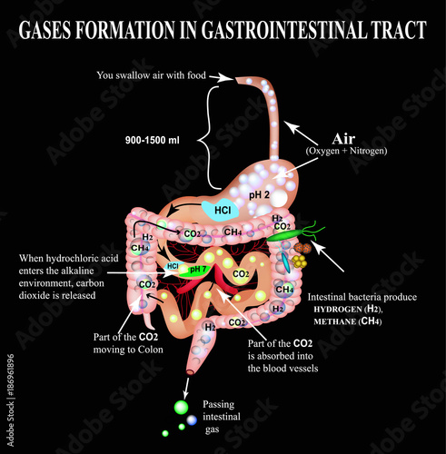 Formation of gases in the gastrointestinal tract. Esophagus, stomach, duodenum, small intestine, colon. Carbon dioxide, methone. Flatulence. Infographics. Vector illustration on black background.
