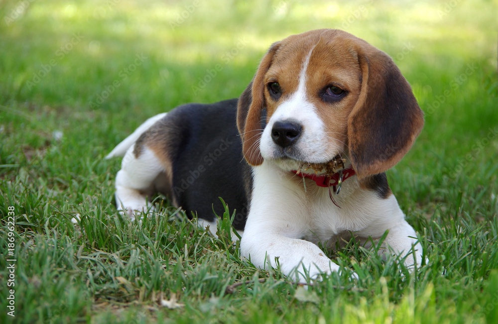 Dog puppy beagle in grass
