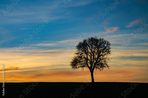 - lonely tree - © StefanKW