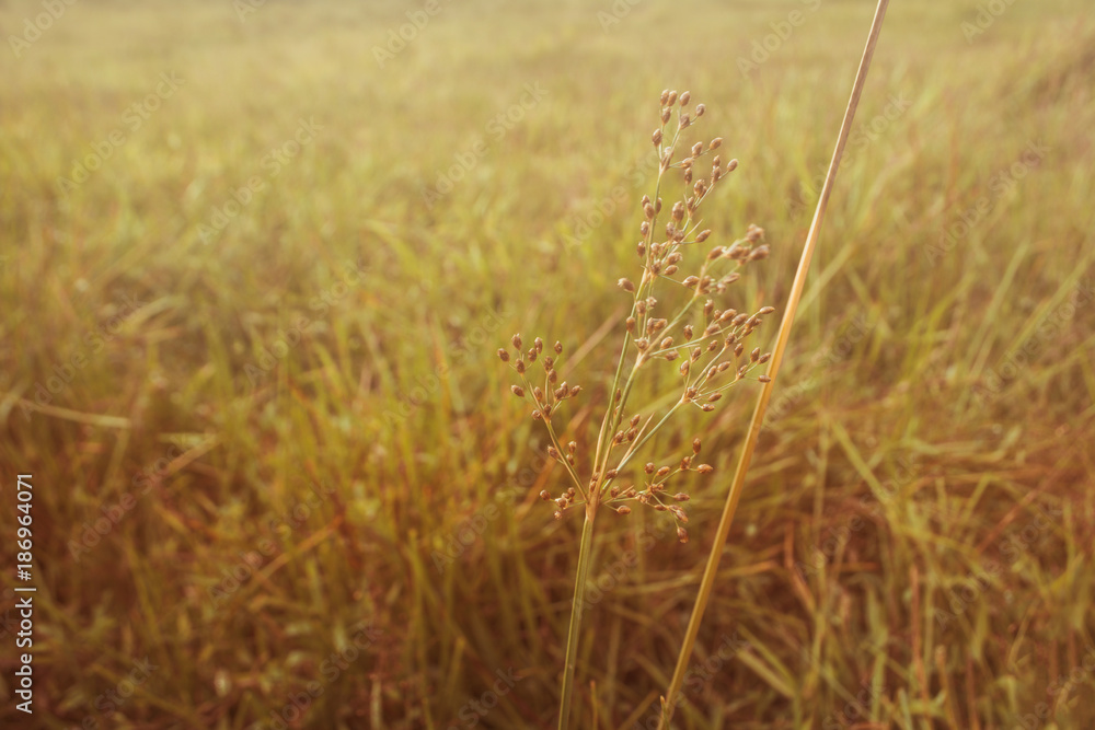 Fototapeta premium grass flower in autumn field vintage color tone effect background