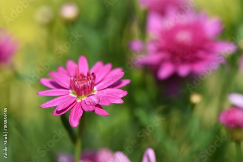 close up macro flower photography image of a pink purple daisy and contrasting green blur background with copy space and taken in West Sussex England UK
