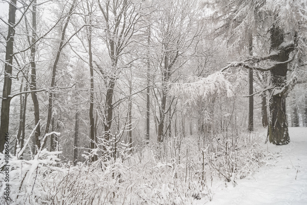 custom made wallpaper toronto digitalSnowy countryside, Roudno, Roudny, Czech Republic