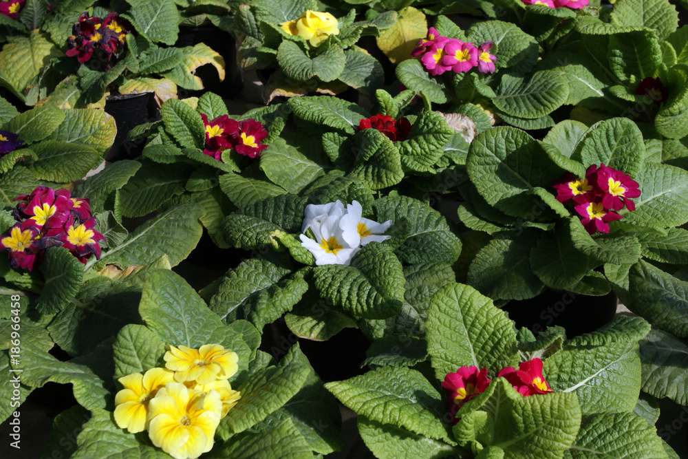 Primula. Primrose. Field with Spring flower Primula with green leafs and water drops. View from above of floral pattern. Ornamental colored primrose. Primula. Primrose. Field with Spring flower Primula with green leafs and water drops. View from above of floral pattern. Ornamental colored primrose.