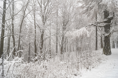 Wallpaper Mural Snowy countryside, Roudno, Roudny, Czech Republic Torontodigital.ca