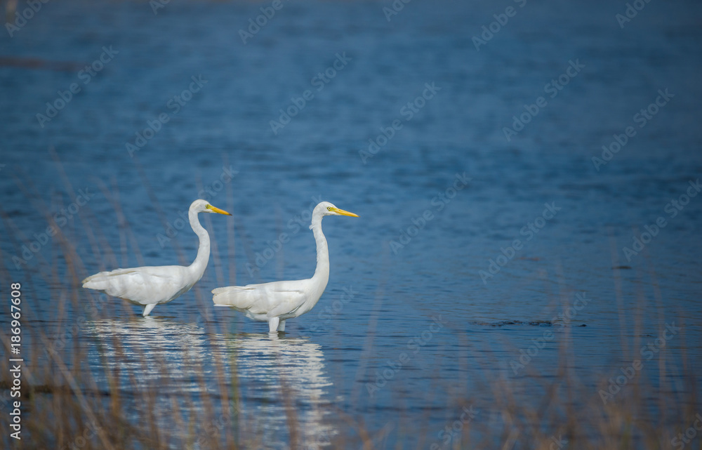 Couple of Egret in River Couple of Egret in River