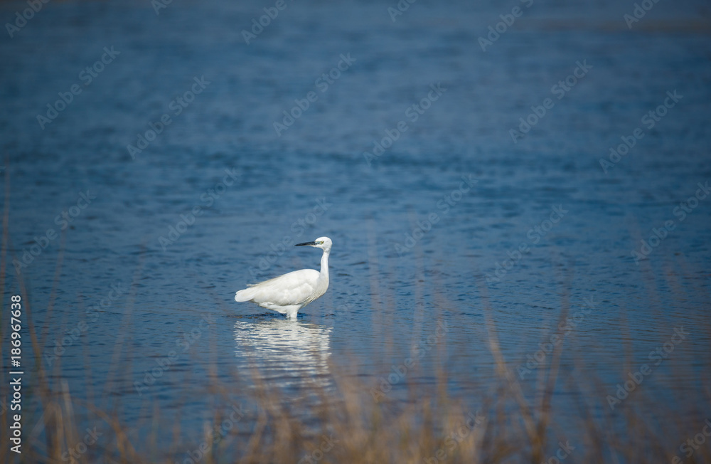 White Heron in Blue River