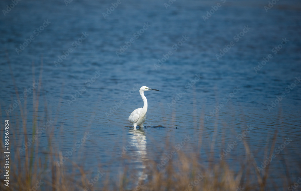 White Heron in Water White Heron in Water